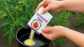 Пока соседи сажают томаты, мои УЖЕ ПЛОДОНОСЯТ! Первая обработка и уход.