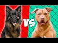 Pastor Aleman VS Pitbull Terrier Americano Quien gana