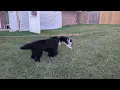 Chaos Critters Dogs at Play - Newfie and Mini American Shepard