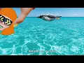 Boo (feat. Alec Orachi) - CHAMELEON LIME WHOOPIEPIE