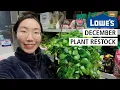 Lowe s December Restock Pink Passion Lipstick Plants Hoyas Other Hanging Baskets
