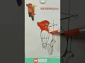 Woodpecker Drawing Painting and Coloring for Kids Toddlers Learn Woodpecker Drawing