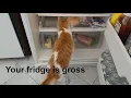 Easiest way to clean your fridge