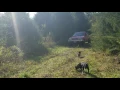 Roark s Blackcreek beagles