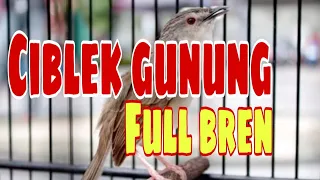 masteran murai batu ciblek gunung cigun full bren 