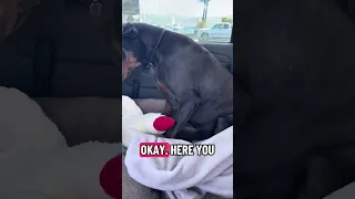 #fyp #dream #doberman #pets #rescue