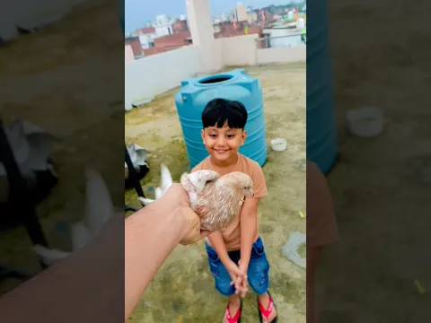 Kabootar 🥰 pakad kar challenge Kiya 🕊️ ❤️👍 #viral #shorts #youtubeshorts #youtube #challenge