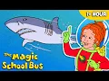 Download Lagu Fish and Aquatic Creatures | Full Episodes | The Magic School Bus