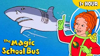 Fish and Aquatic Creatures Full Episodes The Magic School Bus