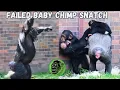 Download Lagu Sister Tries To Take Baby Chimp And Instantly Regrets It !!