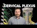 The Cervical Plexus Explained Corporis