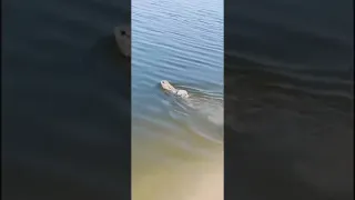 Кролик источник Https Imgur Com Gallery Rt9kTkt 06Zo2sf 