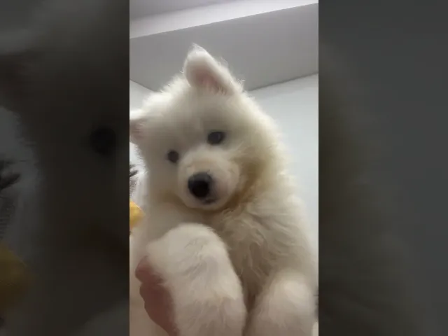 動画