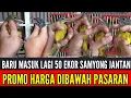 Download Lagu 🔴 MASUK LAGI 50 EKOR SAMYONG JANTAN BANYAK YANG BUNYI BOSKUH 0838-7553-6945