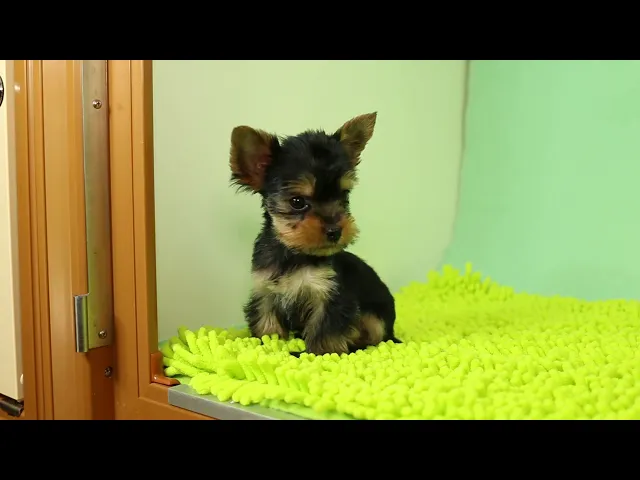 動画