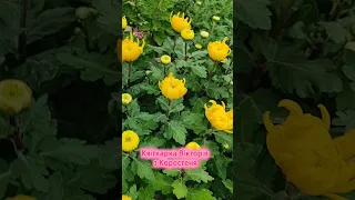 Я Вікторія квіткарка з Коростеня Вирощую квіти більше 35 років 