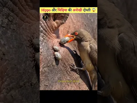 Hippo’s Best Friend 😱