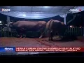 Download Lagu Jokowi dan Jusuf Kalla Sumbangkan Hewan Kurban Sapi Limosin di Masjid Istiqlal - iNews Malam 10/08