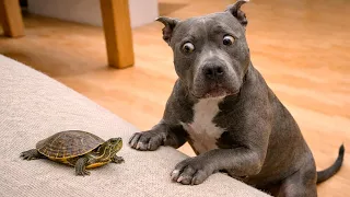 funniest animal videos when things get wild real fast