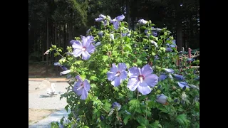 Amazing PG Hydrangea Blue Bird Hibiscus off of the beaten pathon Vancouver Island