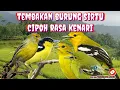 Download Lagu tembakan burung sirtu versi kenari || masteran burung cipoh