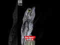 Download Lagu Suara Misterius: Kicauan Burung Hantu Merinding dengan Keseramannya!