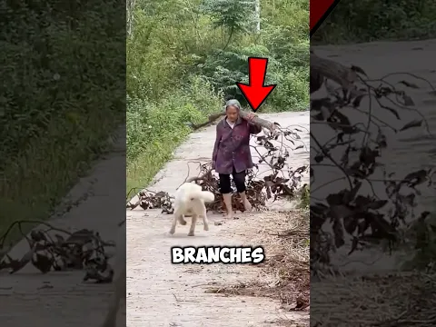 This Dog Helped His Elderly Owner Every Day… Until One Day She Did This #shorts