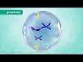 M Phase of the Cell Cycle