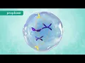 M Phase of the Cell Cycle