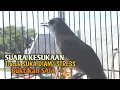 Download Lagu Trucuk BETINA memanggil Jantan Suara Birahi Ngecuplik 100% pancingan trucukan gacor agar BUNYI EMOSI