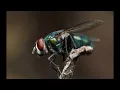 Zoom H2n H2e M2 - dynamic range tests with waveforms and signal analysis
