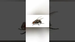 أكثر صوت مزعج الذبابة 