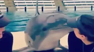 حتى الدلفين تعلم البوس والني 