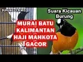 Download Lagu SUARA KICAUAN BURUNG MURAI BATU KALIMANTAN HAJI MAHKOTA GACOR COCOK BUAT MASTERAN