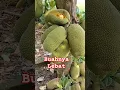 Download Lagu nangka buahnya lebat #buah #nangka #nangkadak #menyenangkan #tanaman