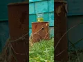 nitroglycerine detonation