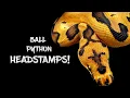 Identifying Genes in Ball Pythons by the Headstamp