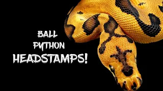 Identifying Genes in Ball Pythons by the Headstamp