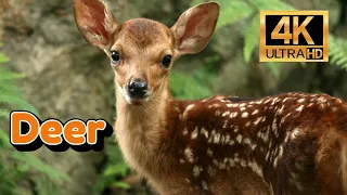deer 4k