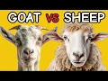 Differences Between a Goat and a Sheep Explained In 1 minutes