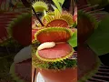 Venus Flytrap eats juicy worm