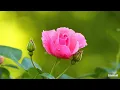 Download Lagu AANKHO ME TERA HI CHEHERA INSTRUMENTAL BY SIDDHARTH UPADHYAY