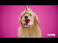 BarkBox Tis the Season to Spoil Your Dog