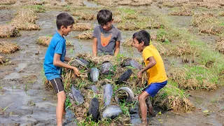 Village Boys Catch Rare Fish in Muddy Waters – Unbelievable Mud Fishing