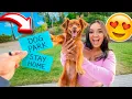 LETTING OUR PUPPY DECIDE HIS FUTURE bad idea