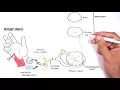Download Lagu PAIN! Physiology - The Ascending Pathway, Descending Pain Pathway and the Substantia Gelatinosa