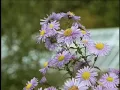 Le jardin de fleurs victorien, épisode 6