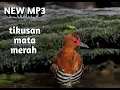 Download Lagu suara pikat tikusan merah