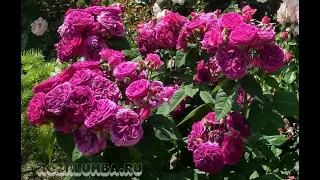 Roses Of The Shrub Group Purple Lodge 