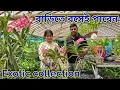 Download Lagu Exotic collection, Orchid, indoor / বাড়িতে বসেই পাবেন সমস্ত ধরনের গাছ/